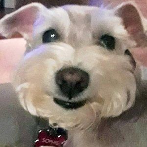 Meet your Posher, Suzanne